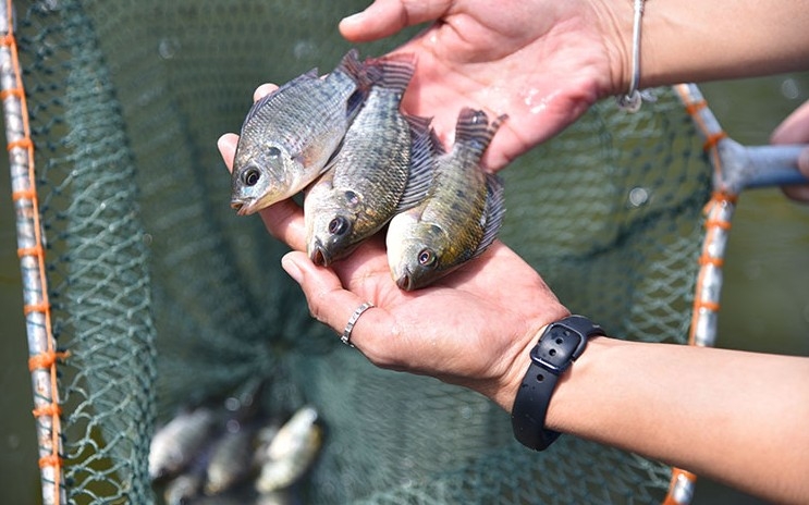 Tilapia export value soars, spurring Vietnam’s aquaculture growth